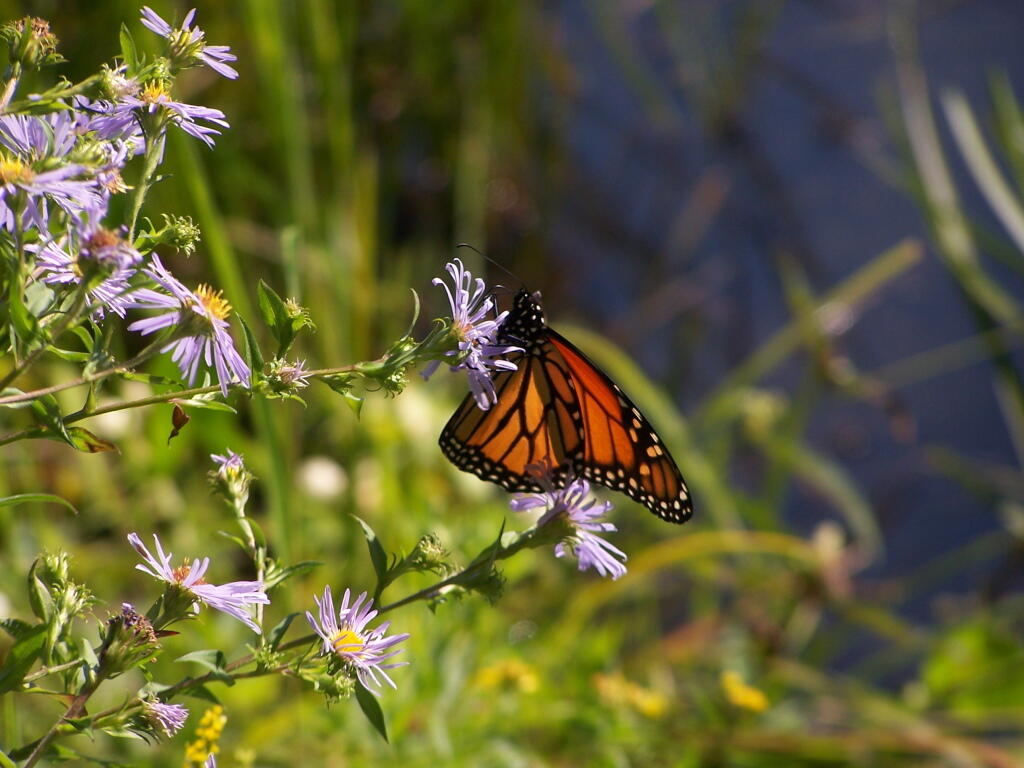Photo: Butterfly Photo: Butterfly