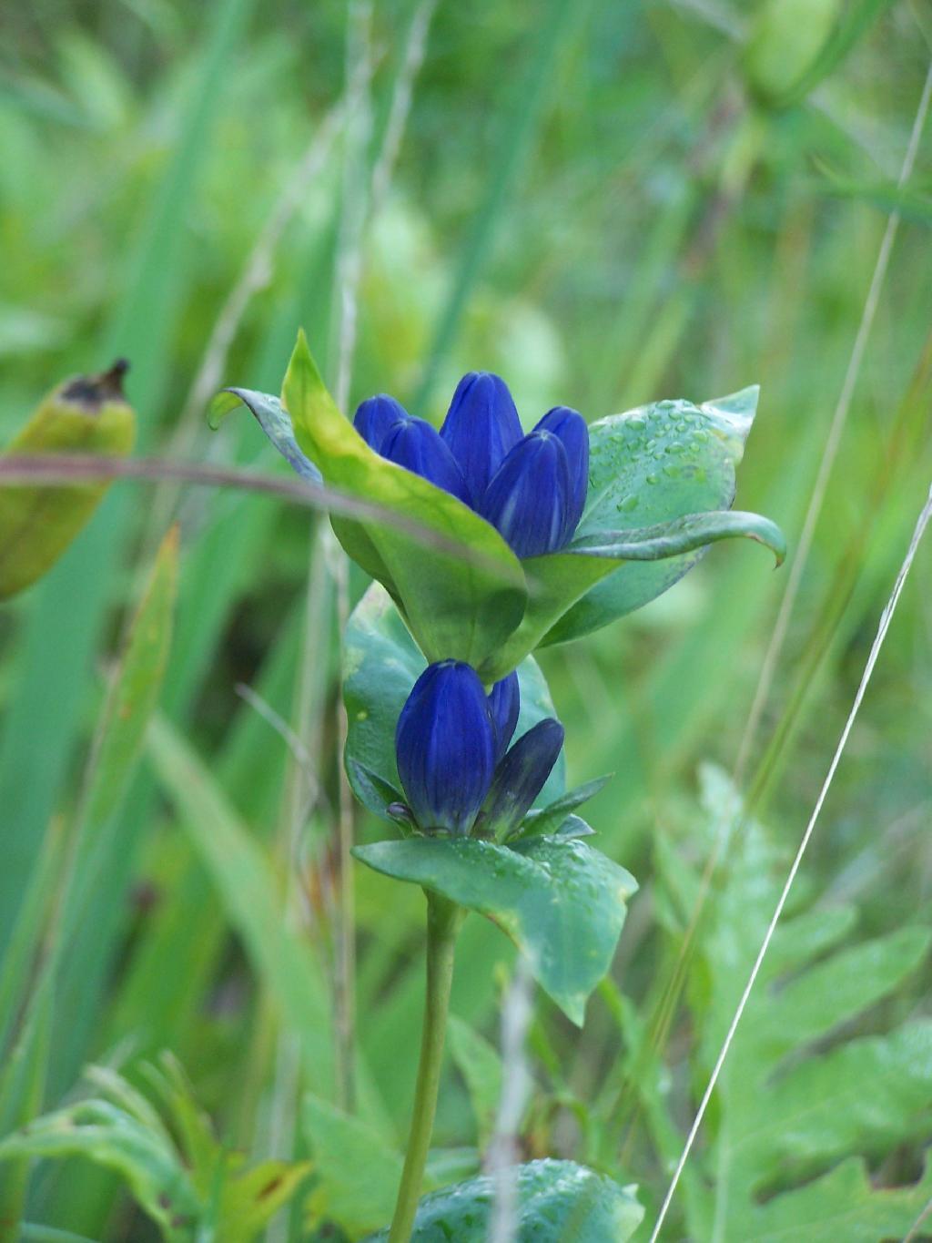 Photo: Wildflower