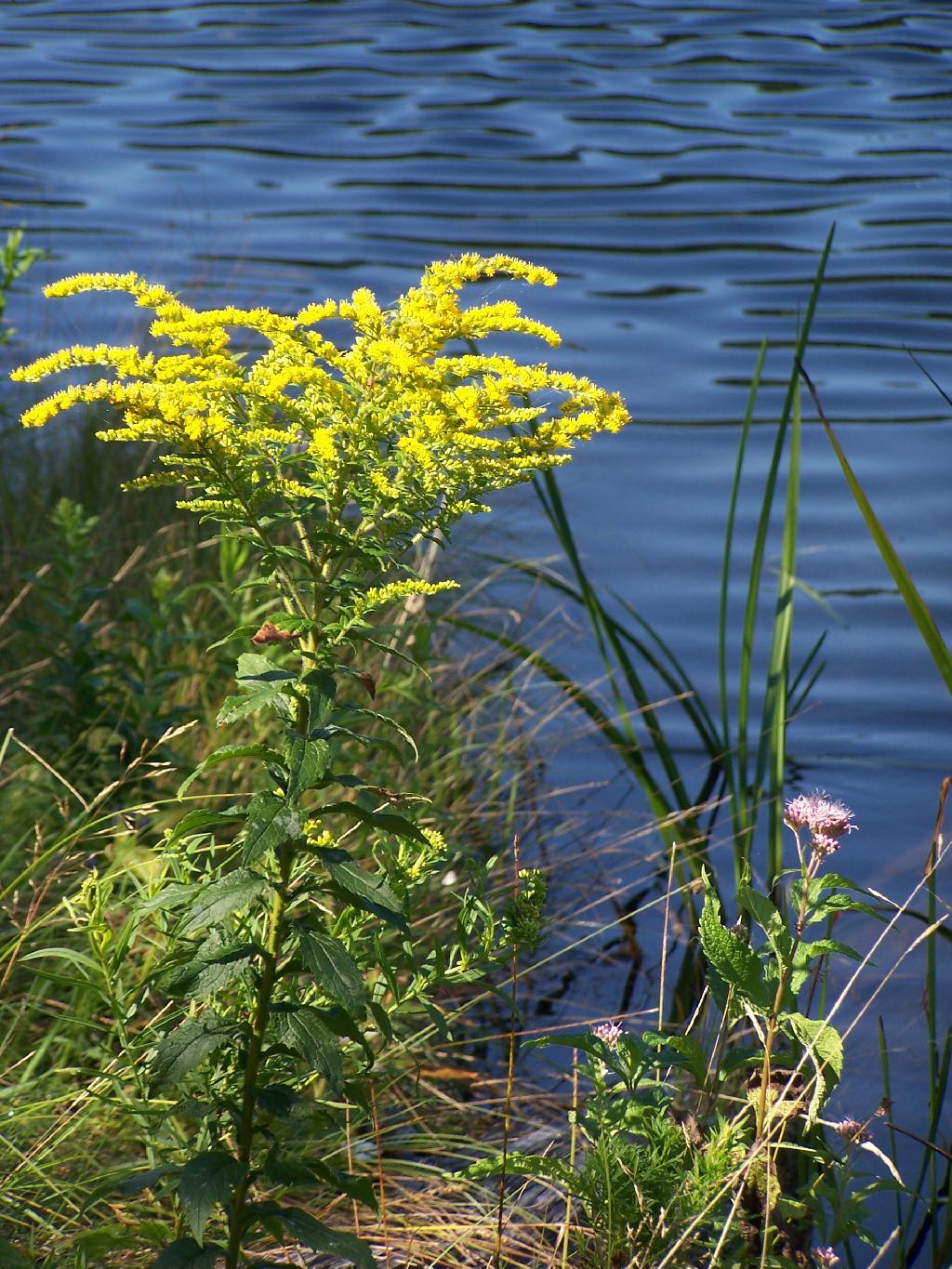 Photo: Goldrod Photo: Goldrod
