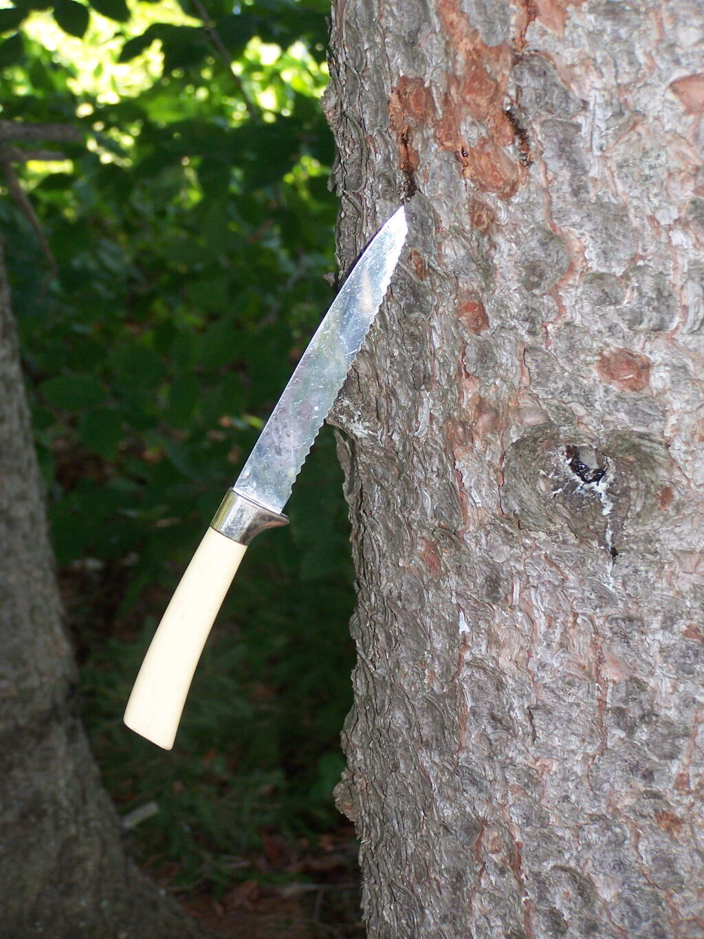 Photo: Knife in Tree Photo: Knife in Tree