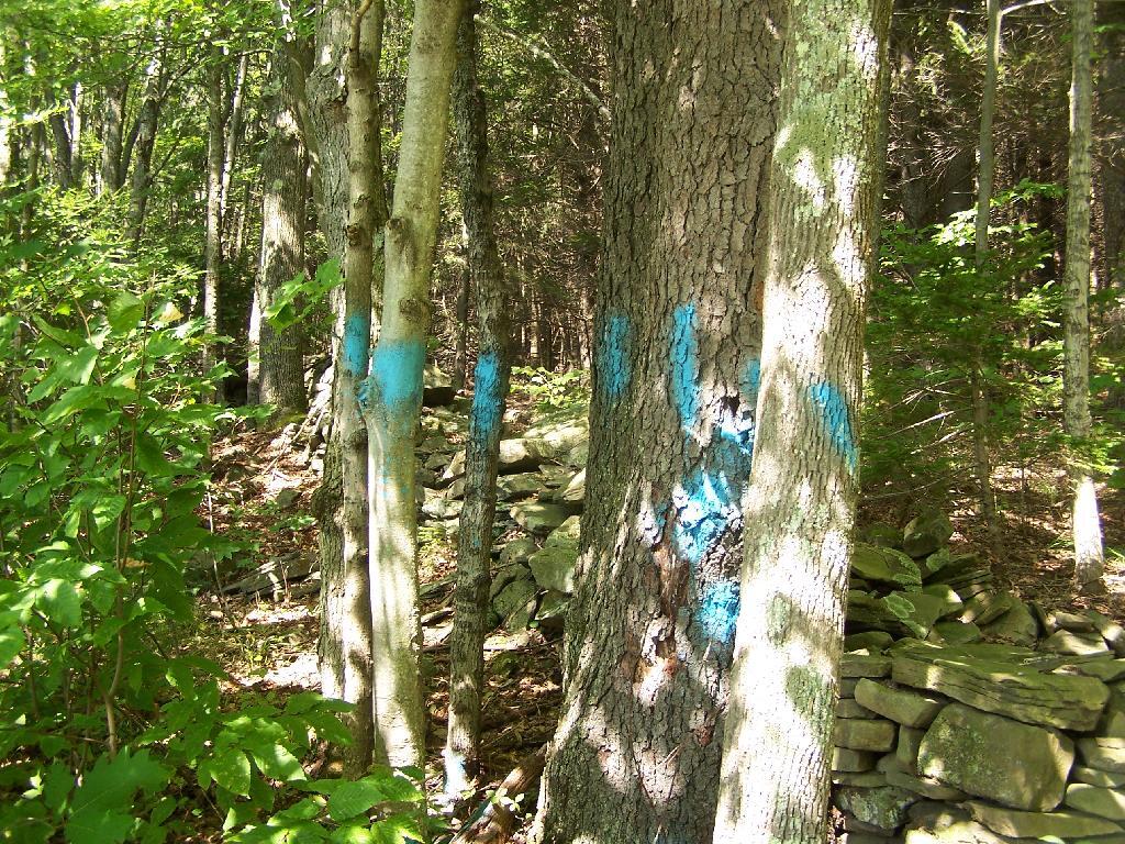 Photo: Marked Trees