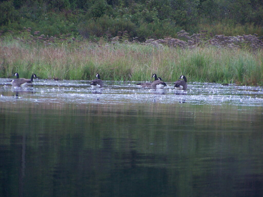 Photo: Canada Geese Photo: Canada Geese