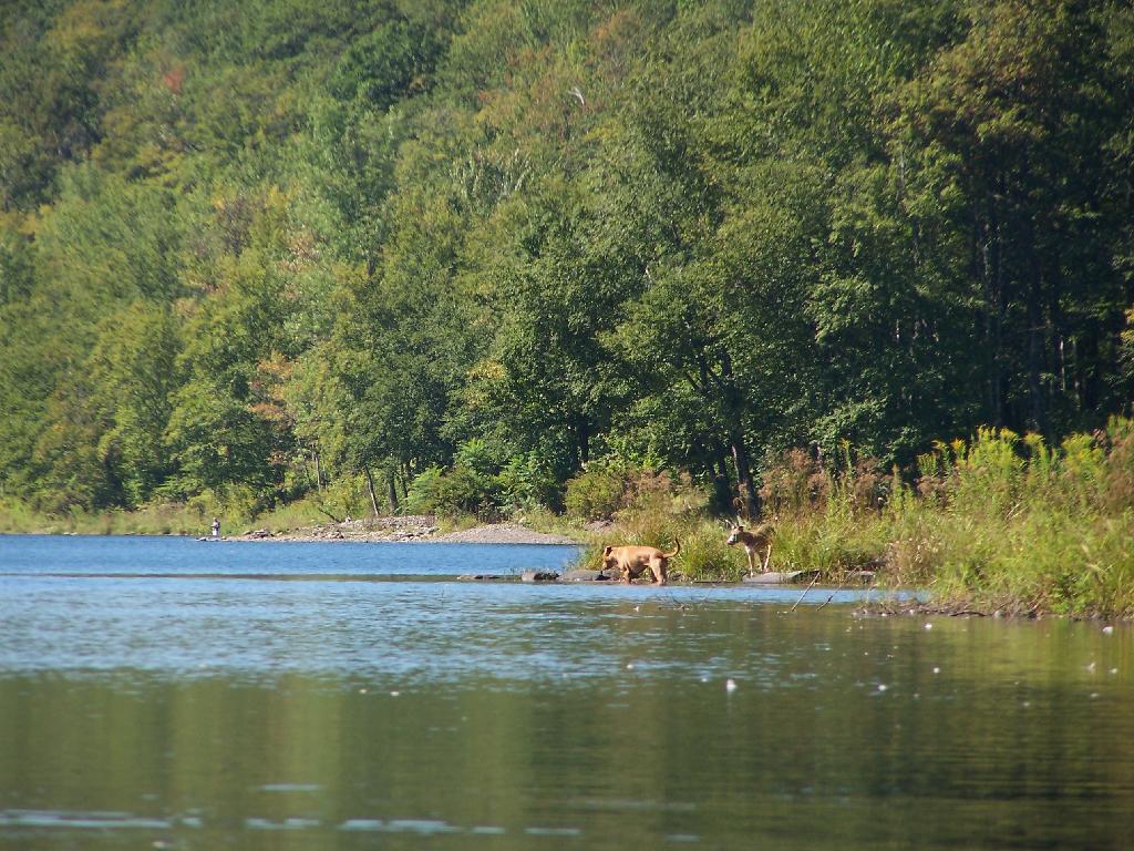 Photo: Dogs Swimming in Big Pond