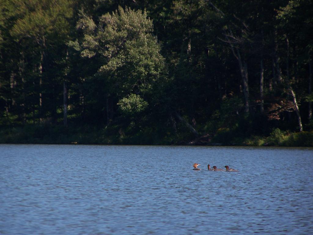 Photo: Paddling Past Ducks