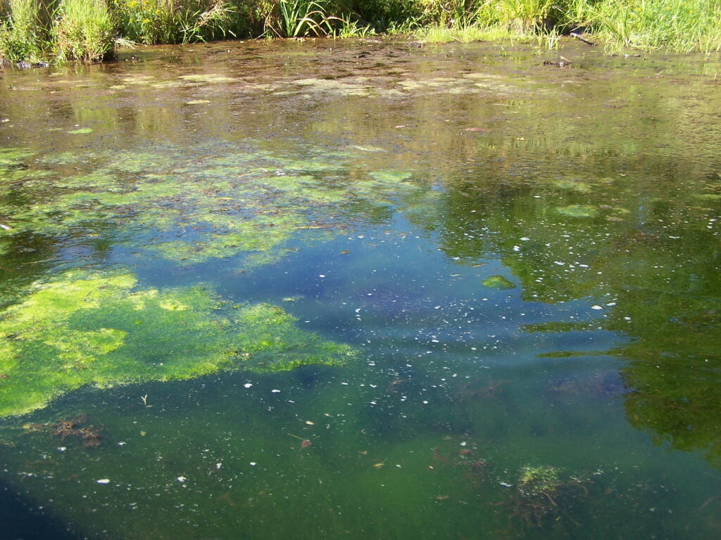 Photo: Nasty Algae Crap Photo: Nasty Algae Crap