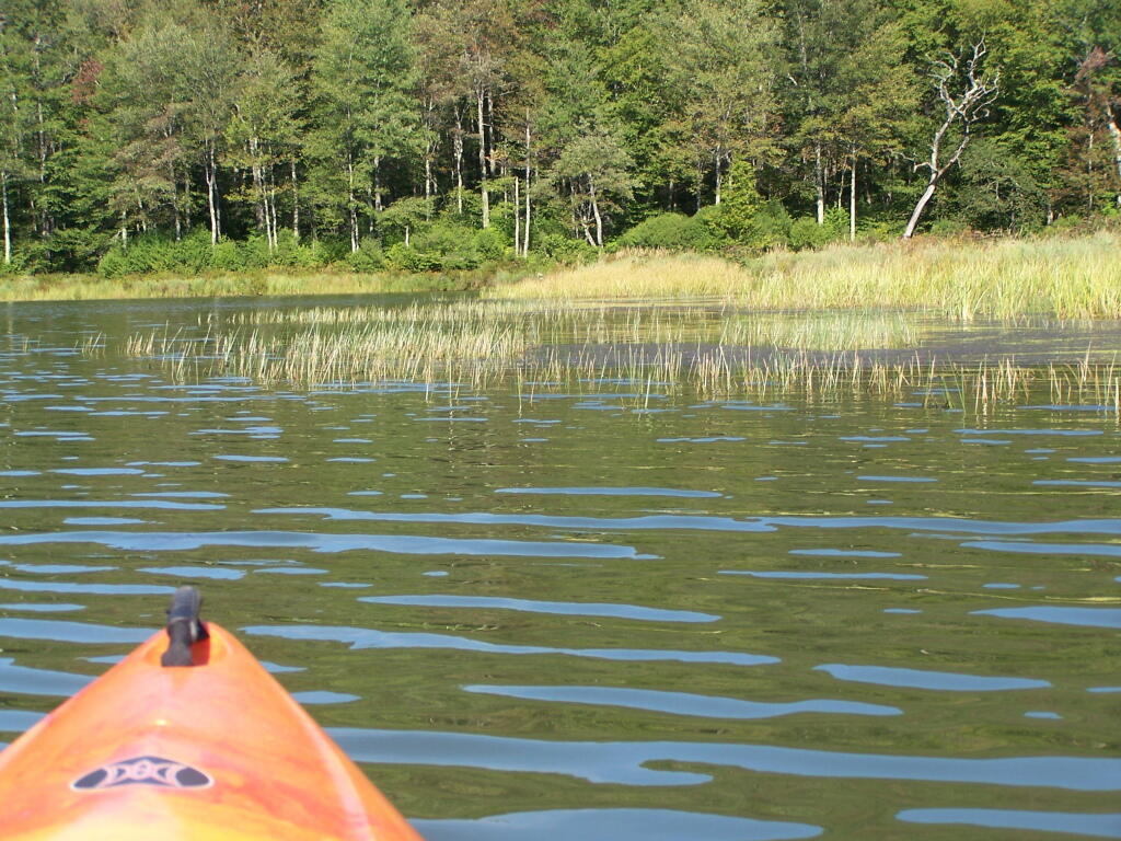 Photo: Paddling Down to Far End of Alder Pond Photo: Paddling Down to Far End of Alder Pond