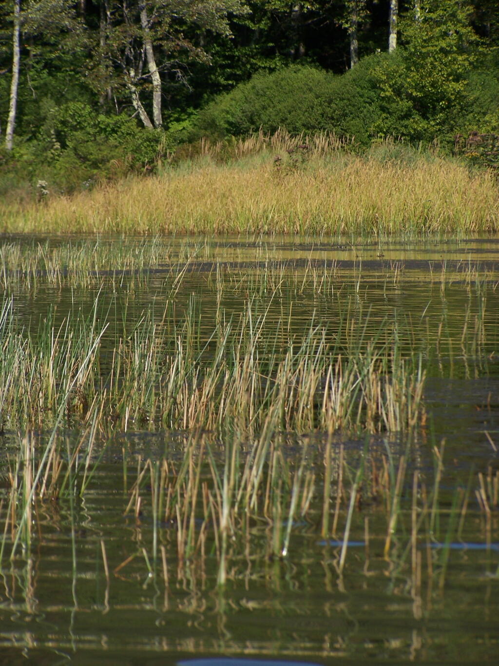 Photo: Grass in the Lake