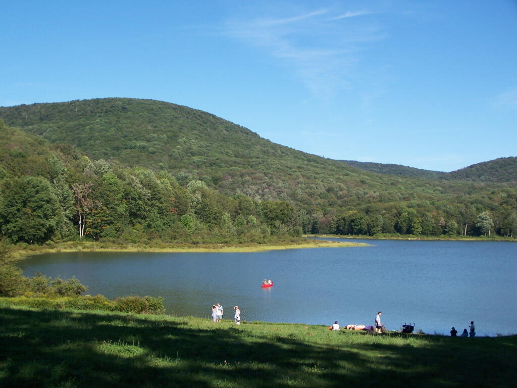 Photo: A Very Busy Alder Pond Photo: A Very Busy Alder Pond