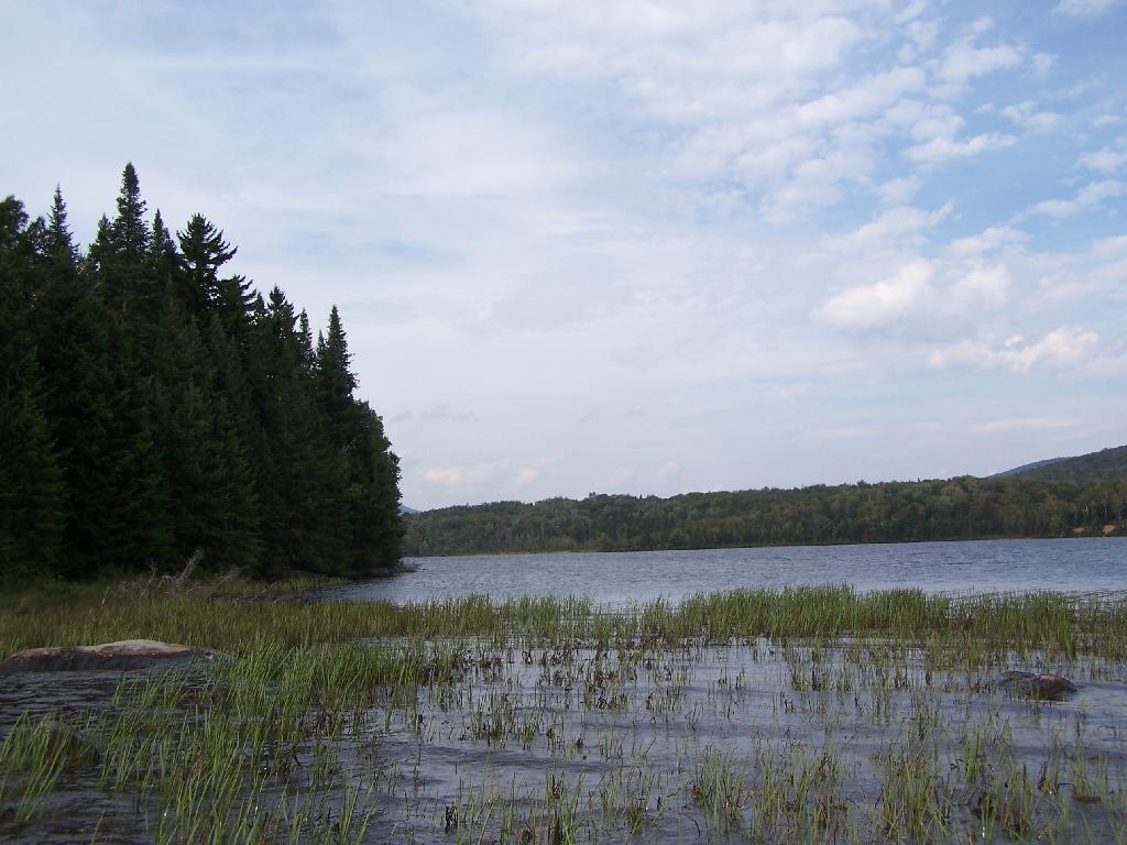 Photo: Trees Along Flow