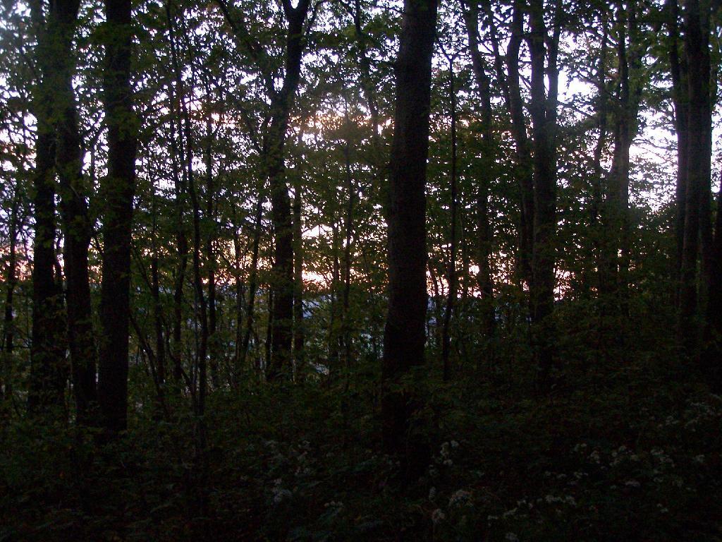 Photo: Sunset Thru The Trees Photo: Sunset Thru The Trees
