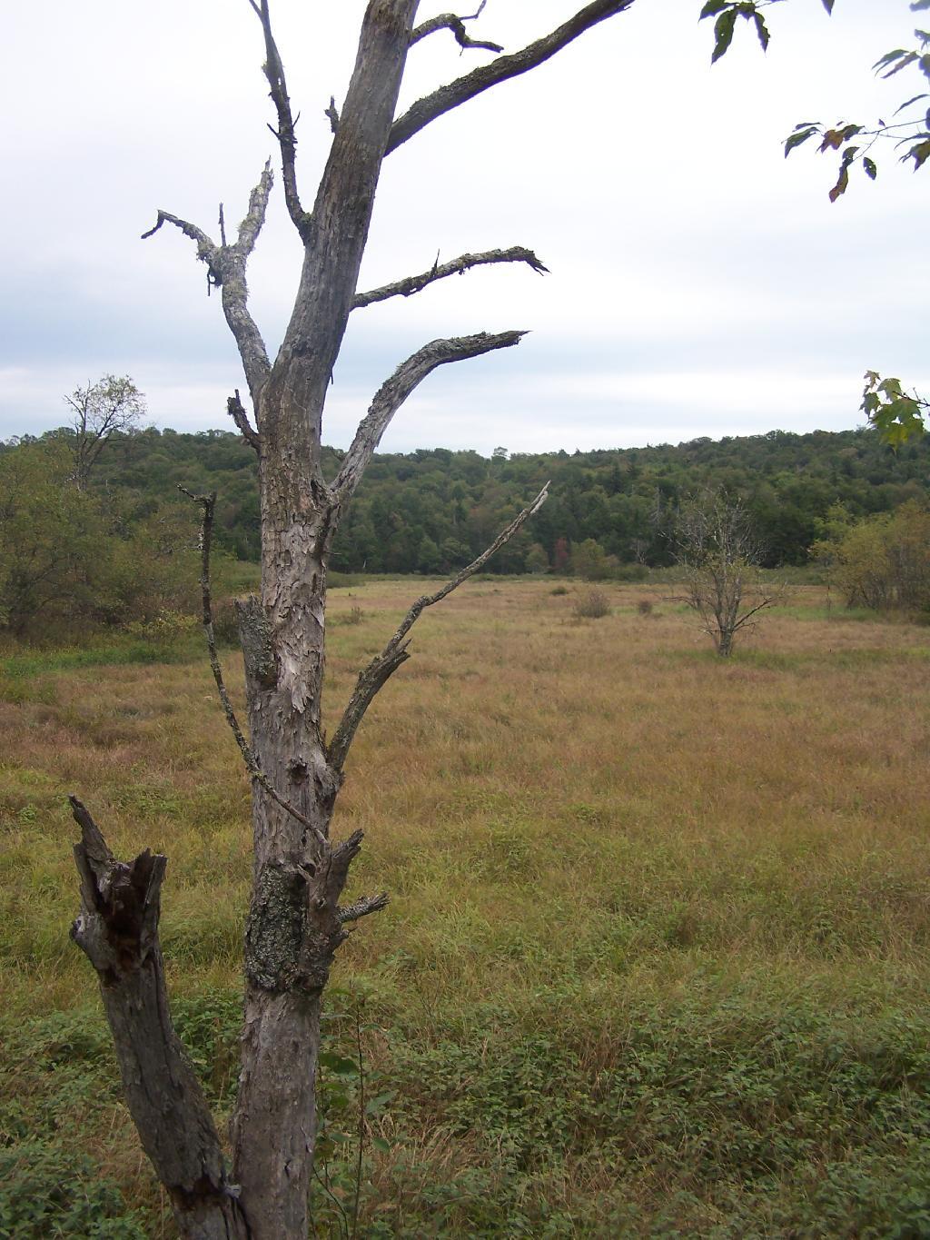 Photo: Adirondack Marshland