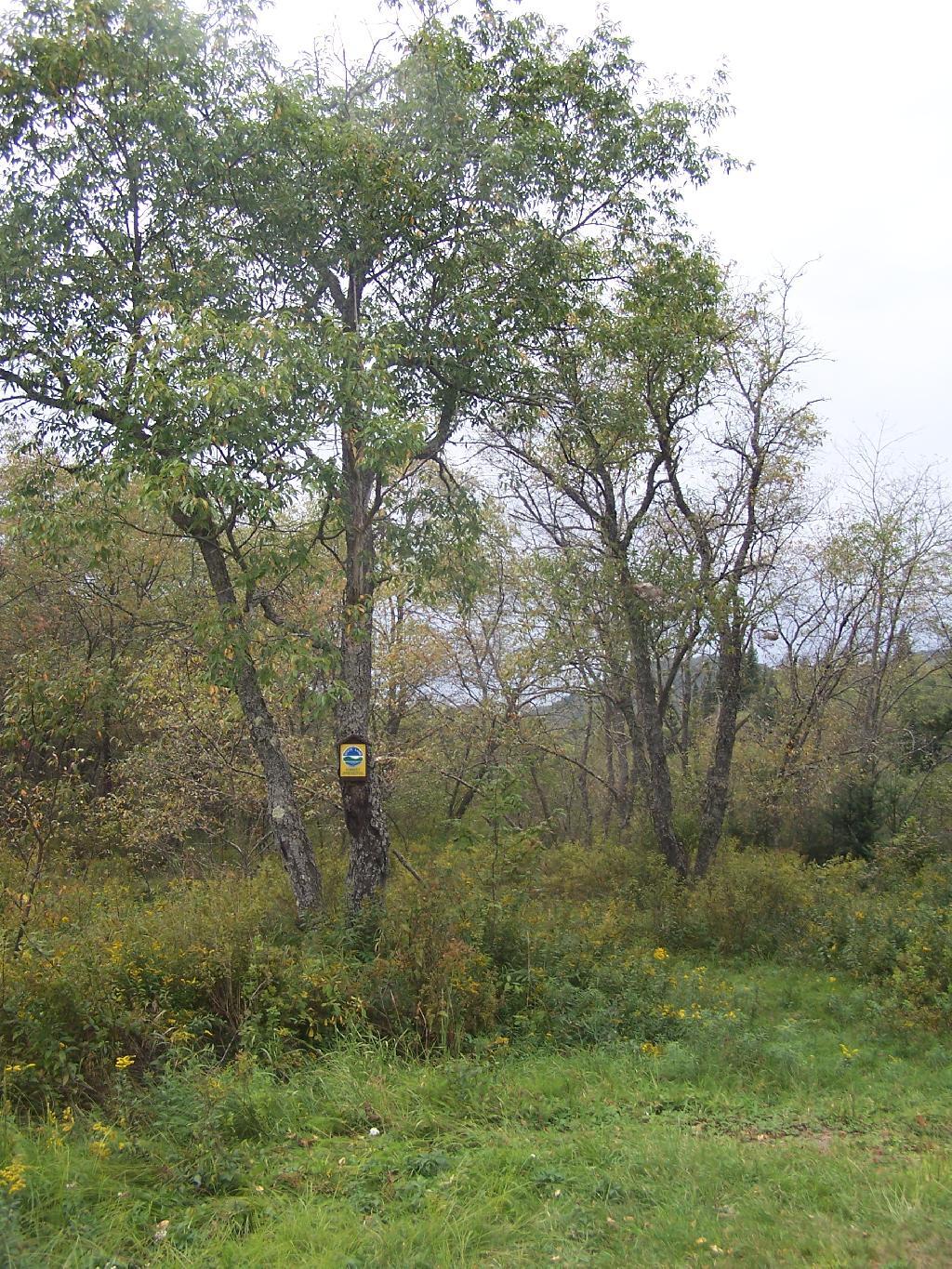 Photo: Marshland Near Powley Place