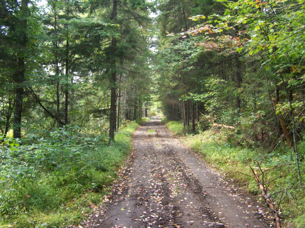 Photo: Handicap Road to Mitchells Pond Photo: Handicap Road to Mitchells Pond