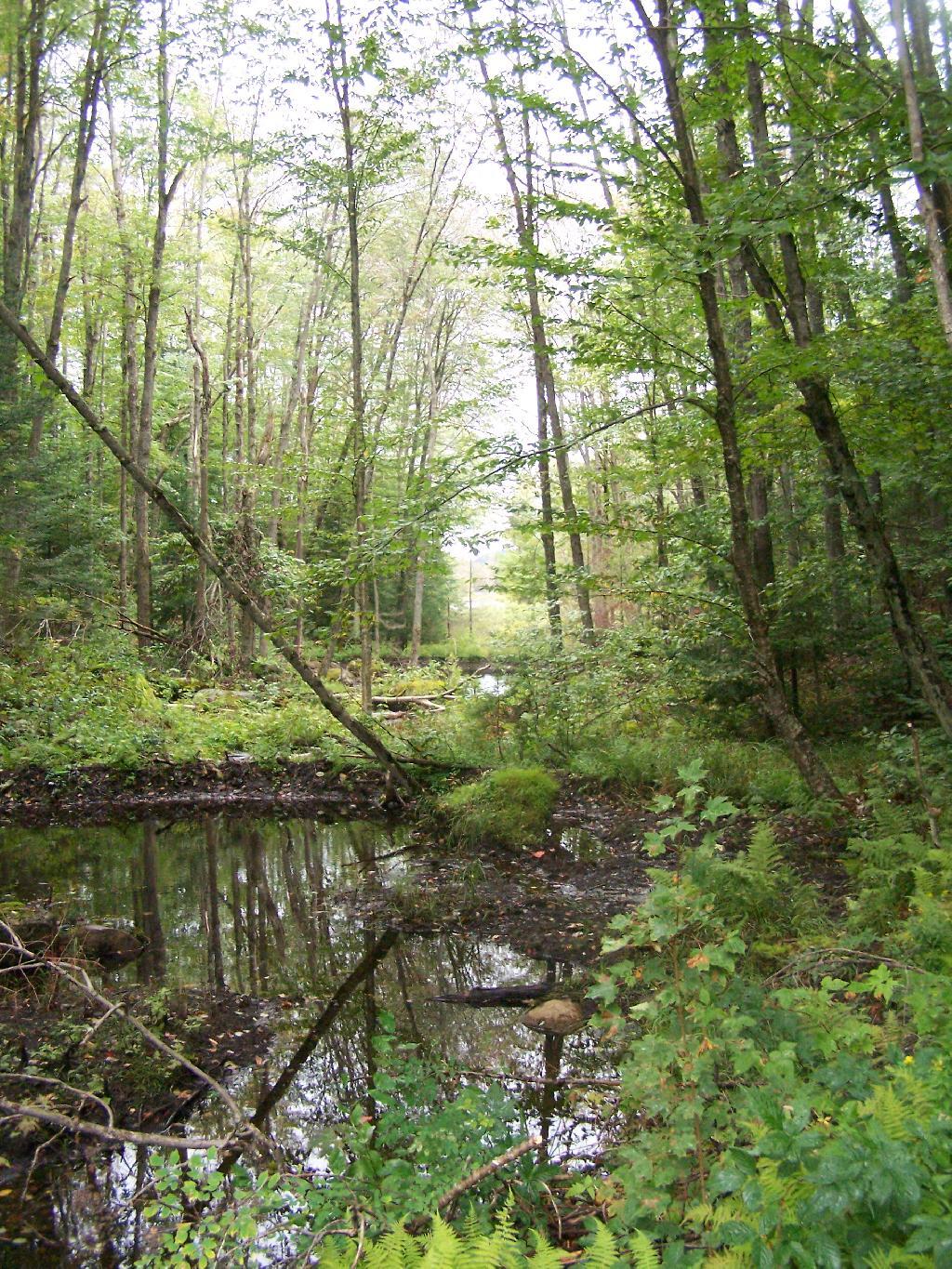 Photo: Creek Flowing Into Mitchell Ponds