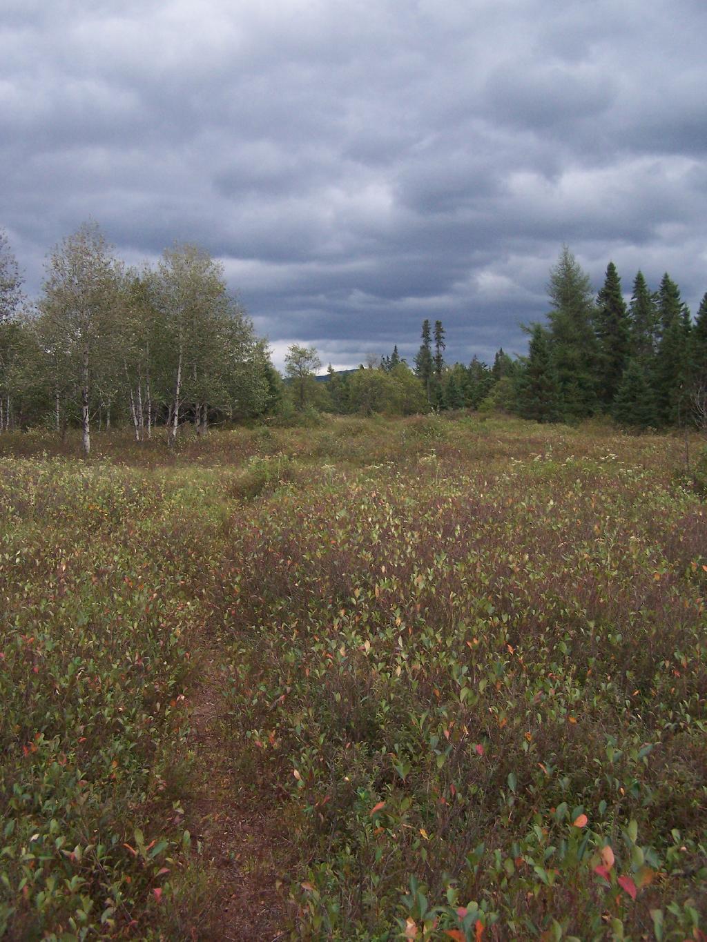 Photo: Walking Through the Plains
