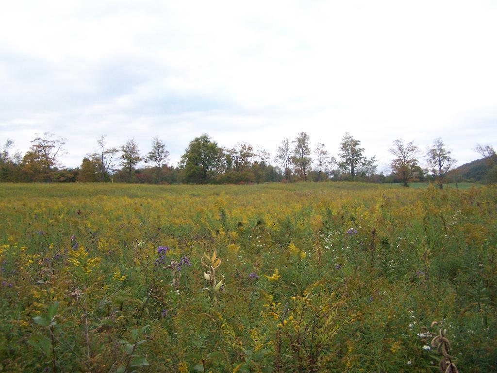 Photo: Field Photo: Field