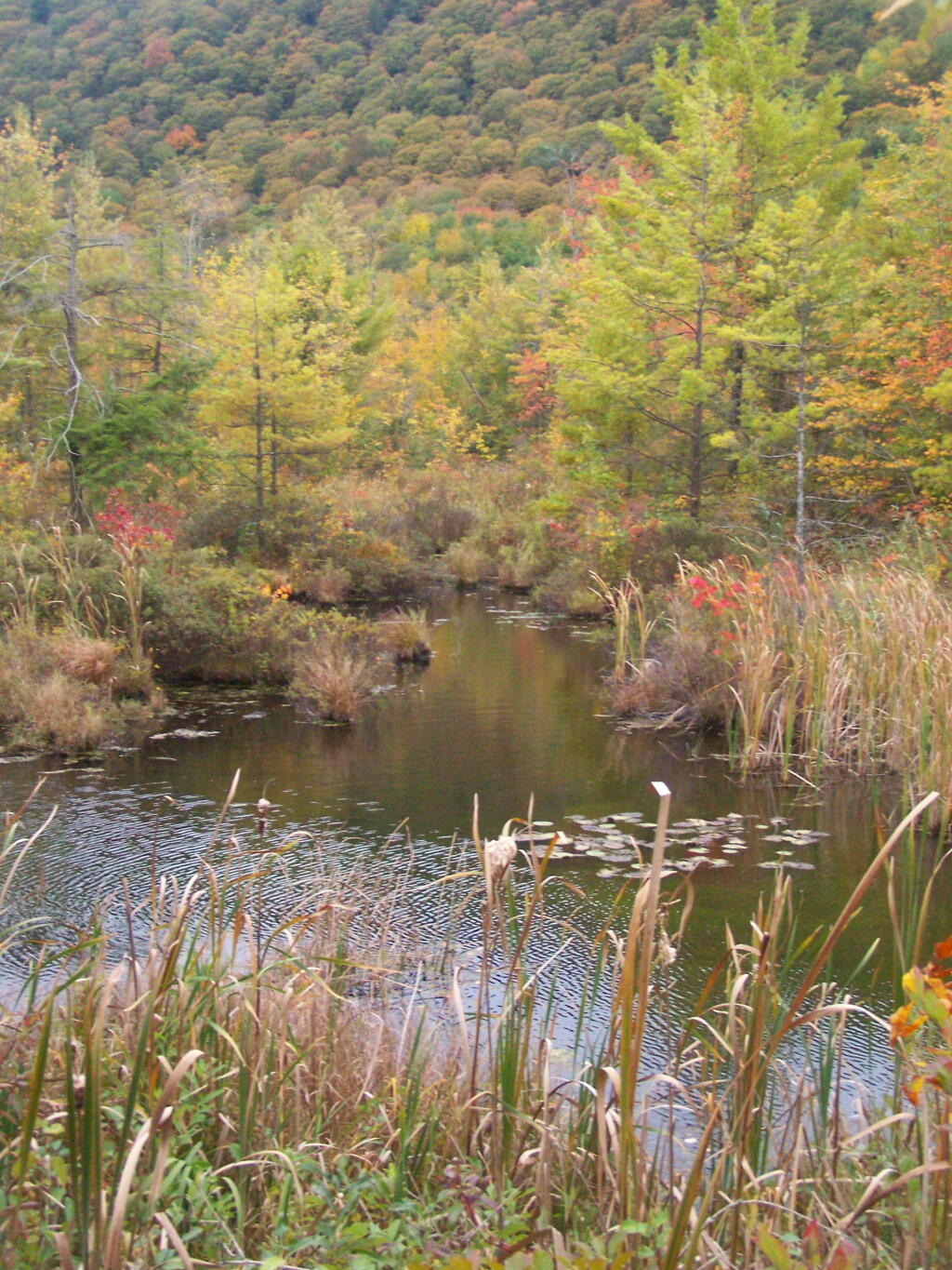 Photo: Wetlands in the Fall