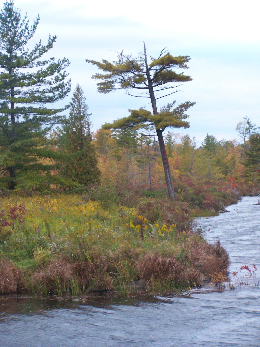 Photo: Trees Along the Lake