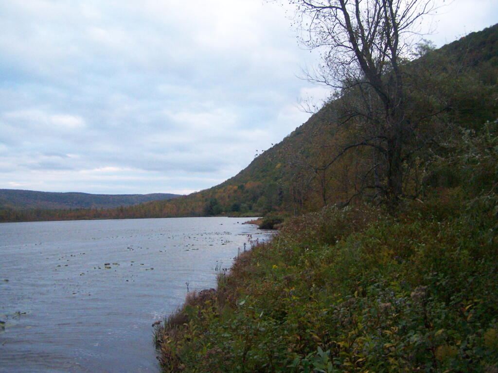Photo: Southern Edge of Pond