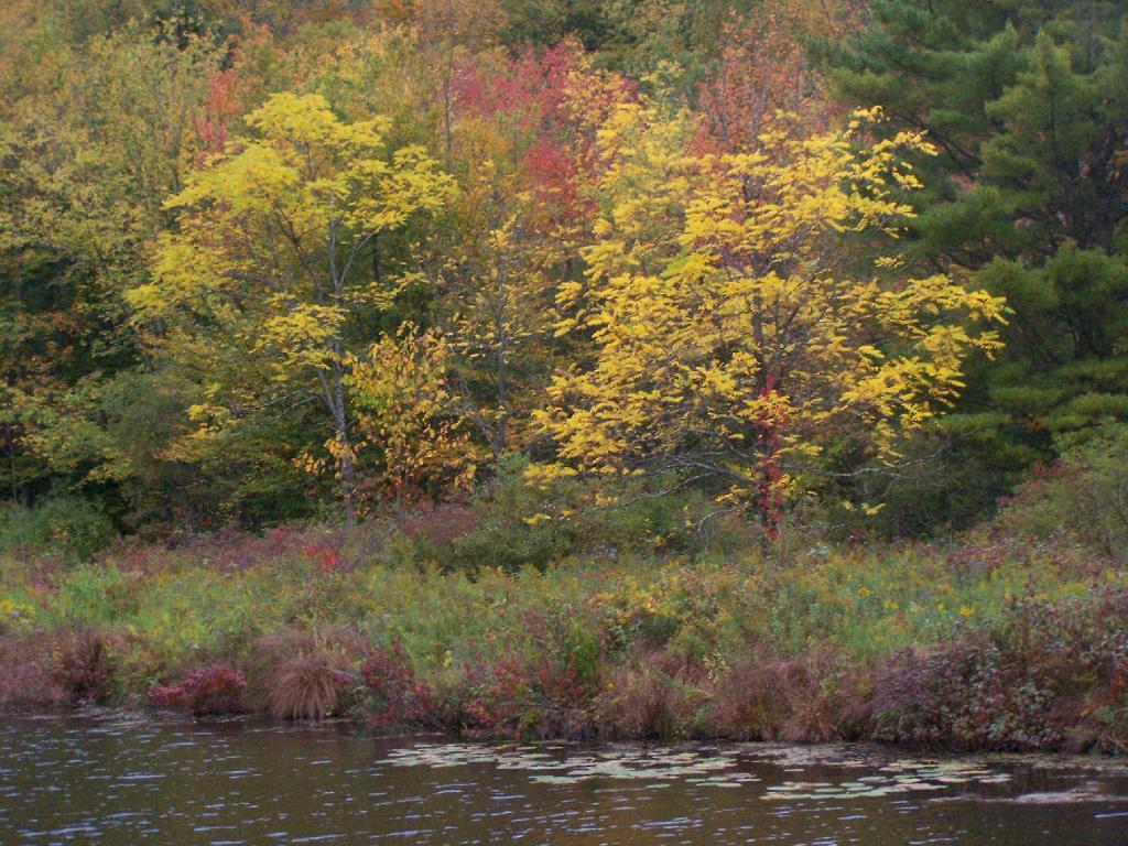 Photo: Trees Along Kayak Put In Photo: Trees Along Kayak Put In