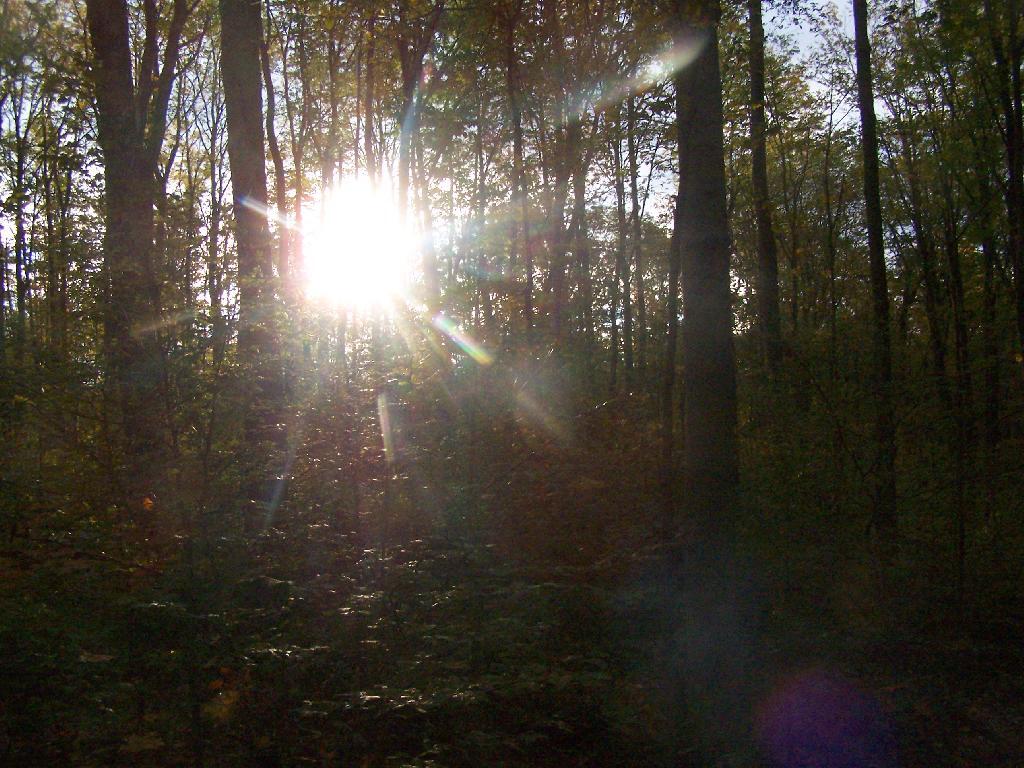Photo: Sunrise Thru the Trees