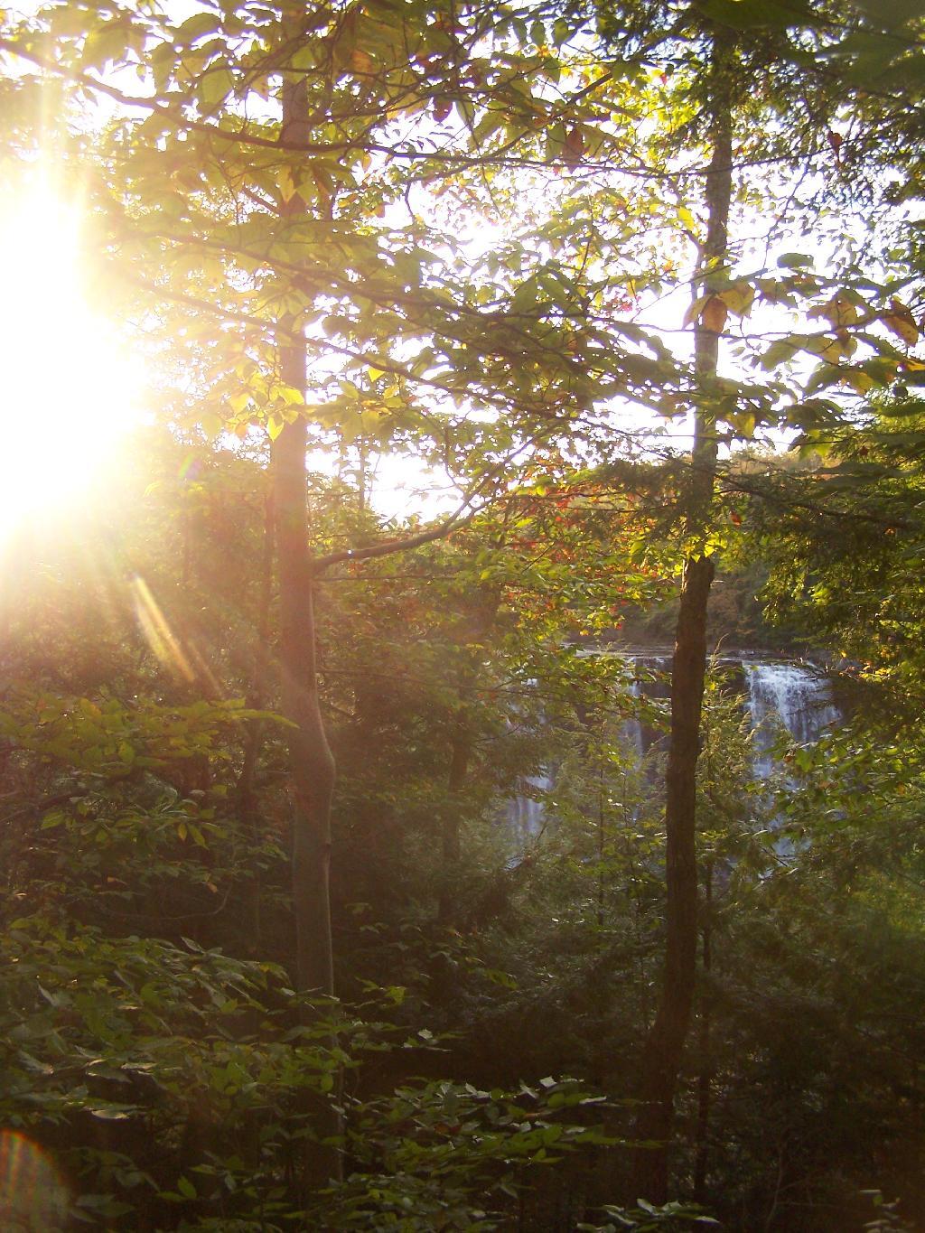 Photo: Sun Through the Trees Photo: Sun Through the Trees