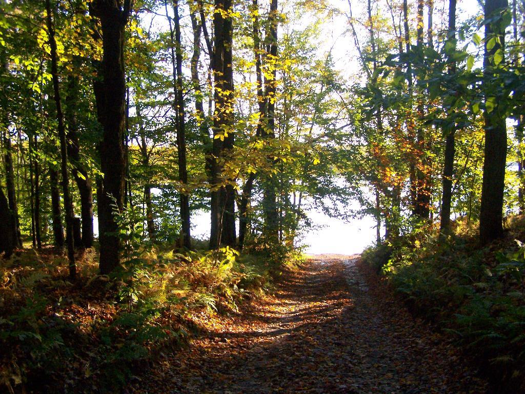 Photo: Path Down to Salmon River Reservior Photo: Path Down to Salmon River Reservior