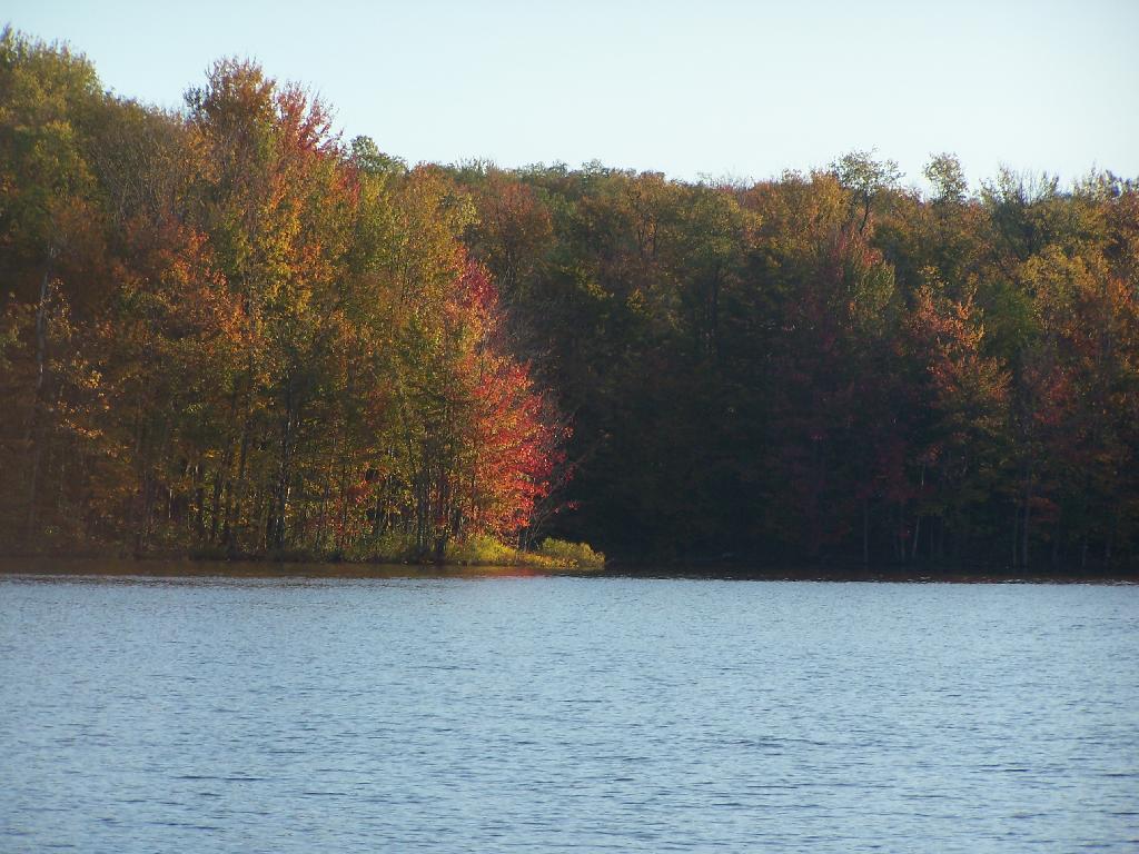 Photo: Maples Turning Along Shore