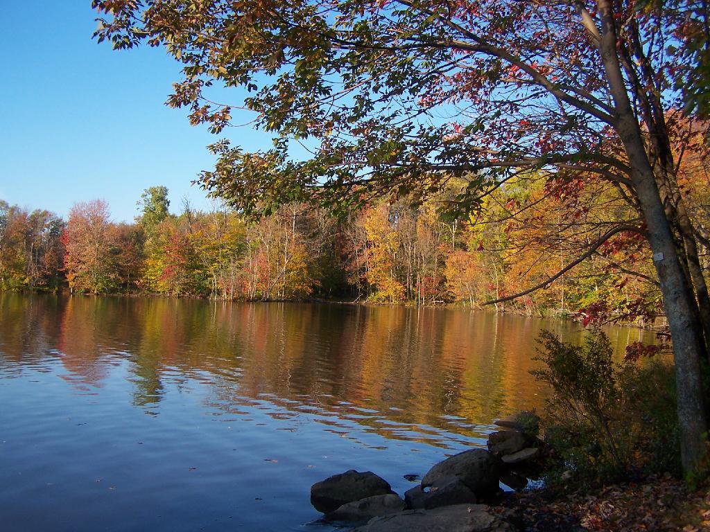 Photo: Edge of Lake from Jackson Road Photo: Edge of Lake from Jackson Road