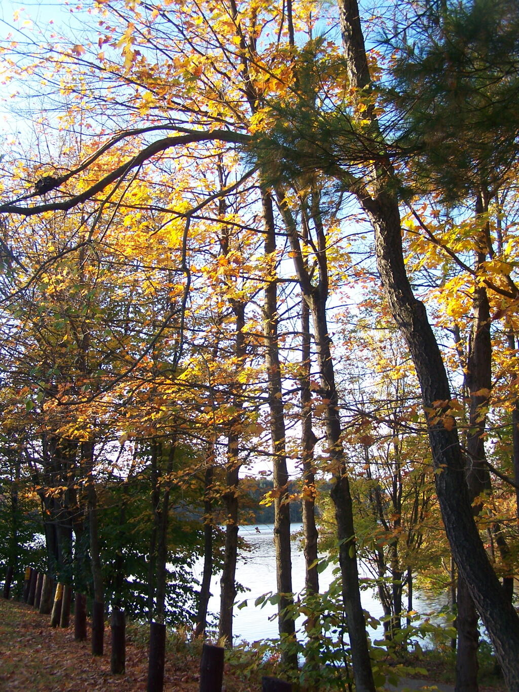 Photo: Fall Colors Photo: Fall Colors