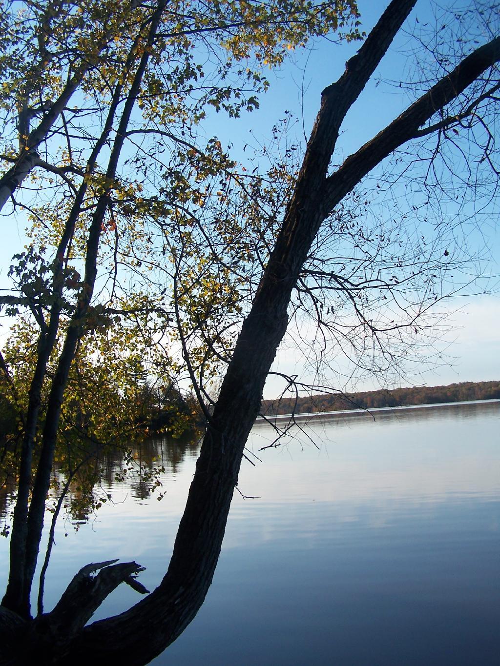 Photo: Tree Photo: Tree