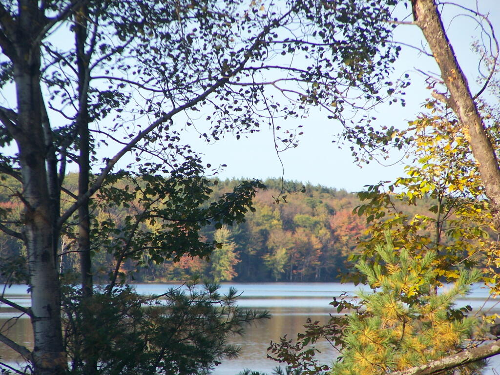 Photo: Trees Photo: Trees