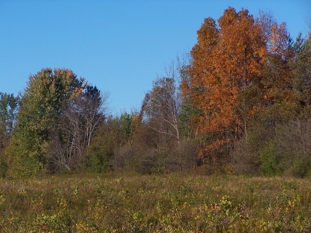 Photo: Muted Fall Colors Photo: Muted Fall Colors