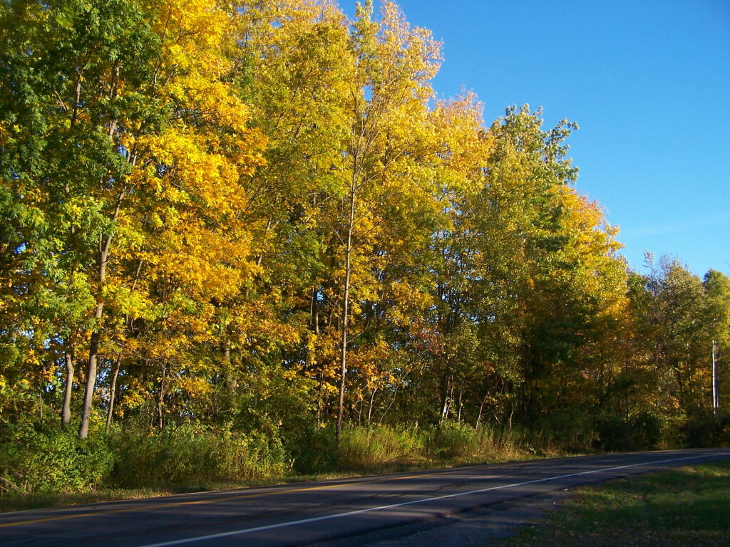 Photo: Foliage Along 60th Road Photo: Foliage Along 60th Road