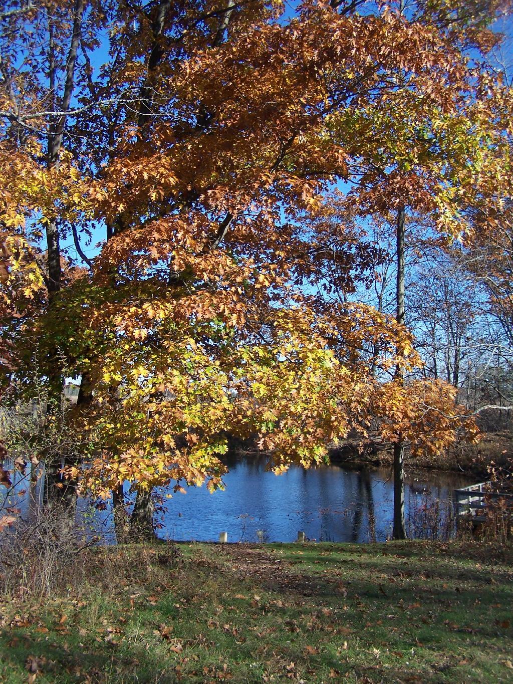 Photo:Oak