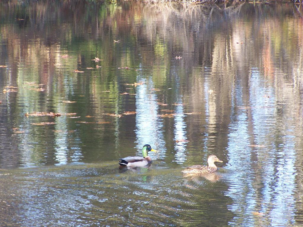 Photo: Ducks Swimming