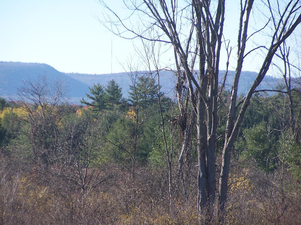 Photo: Tree Line