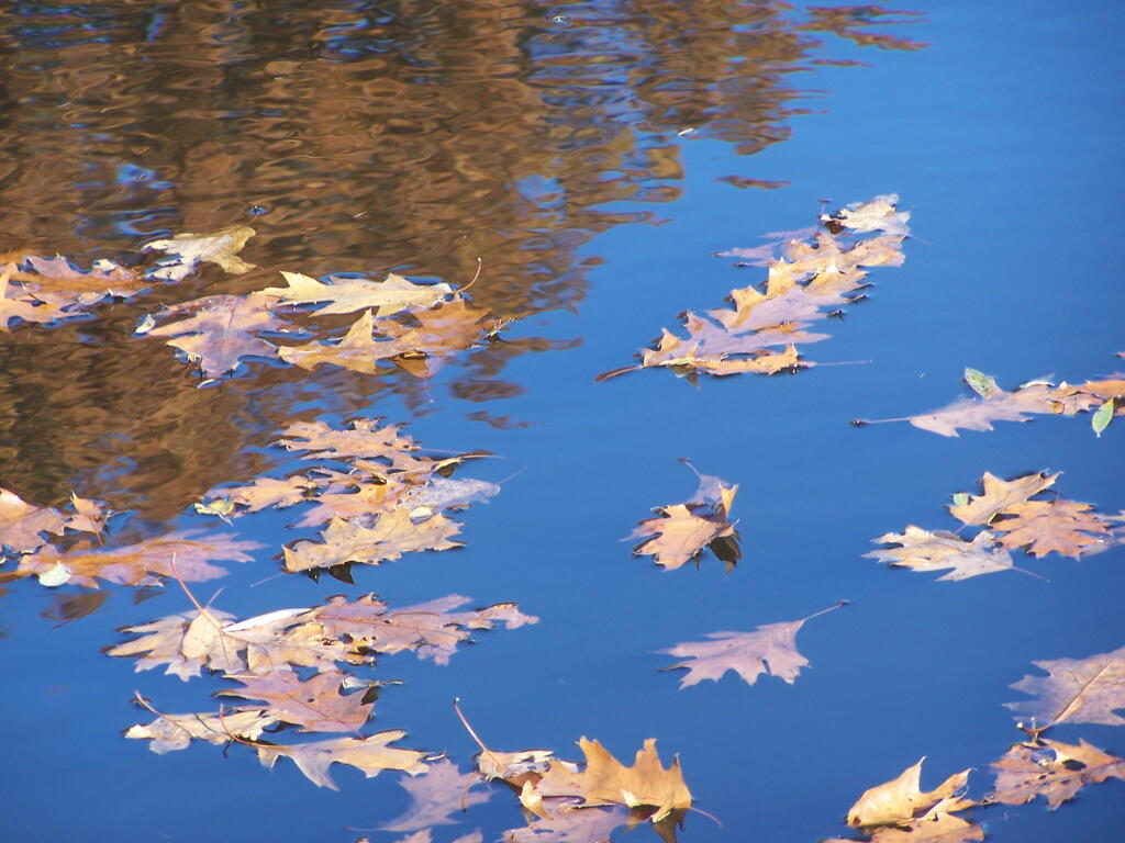 Photo: Leaves