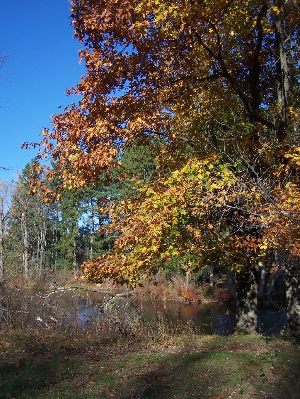 Photo: Late Fall Colors
