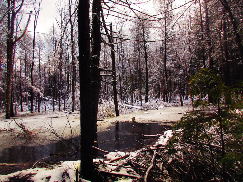 Photo: Beaver Swamp