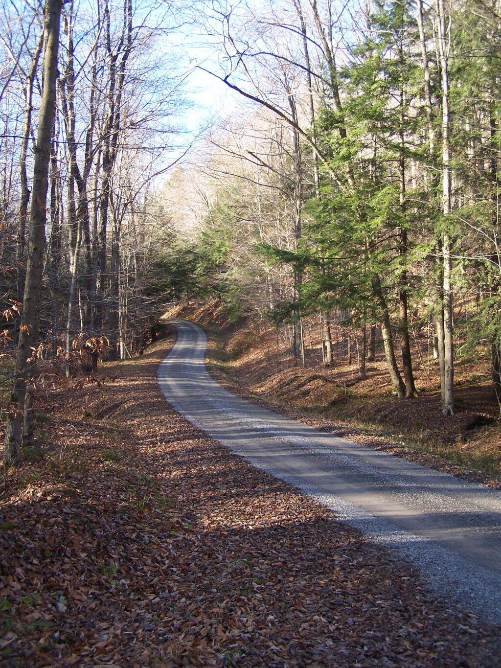 Photo: Forest Service Route 262