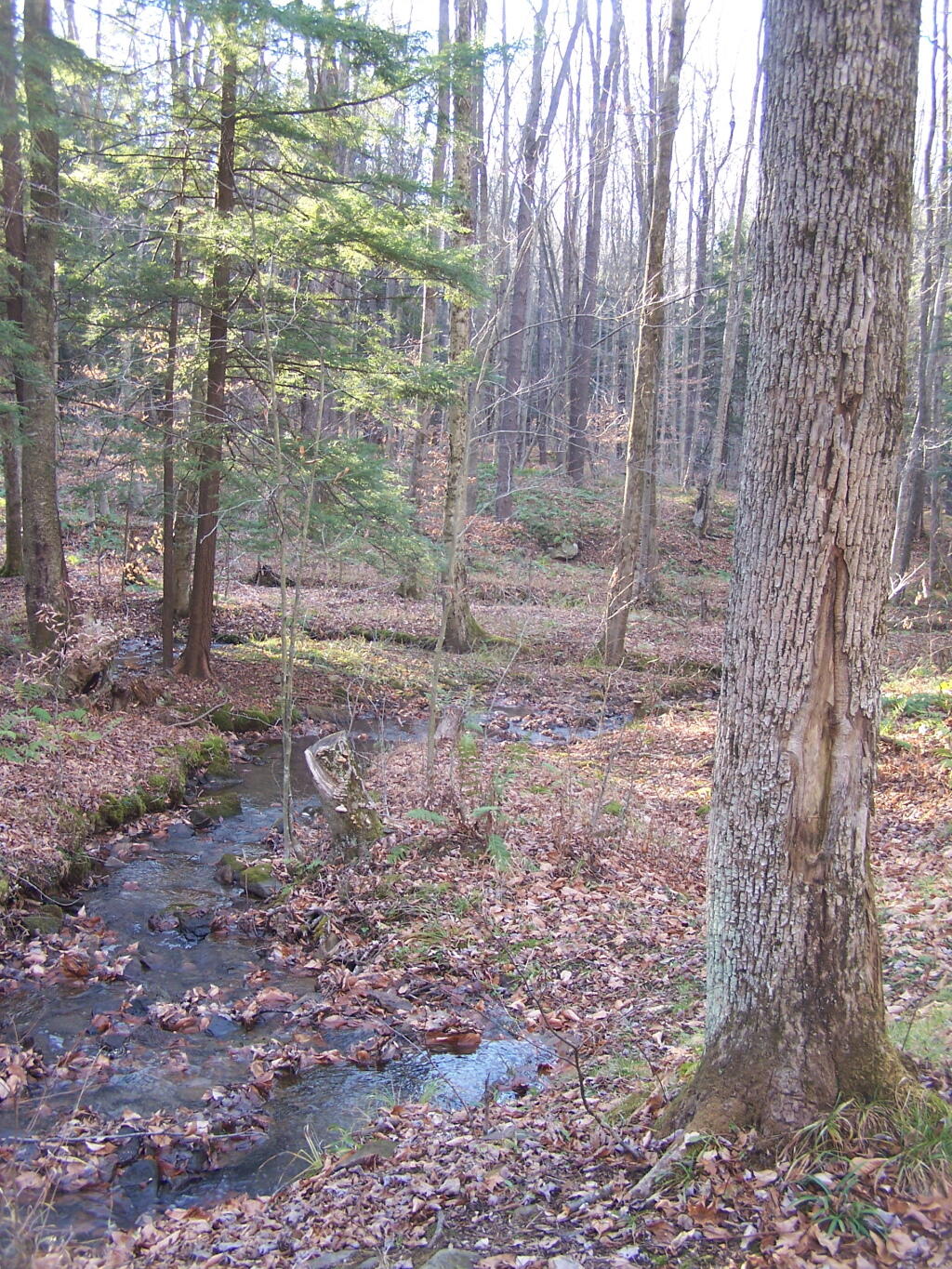 Photo: Whitney Run