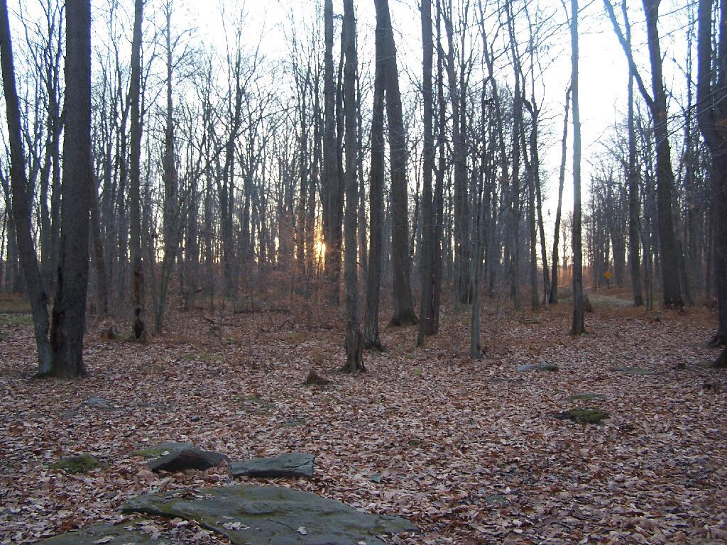 Photo: Sunrise at the Campsite