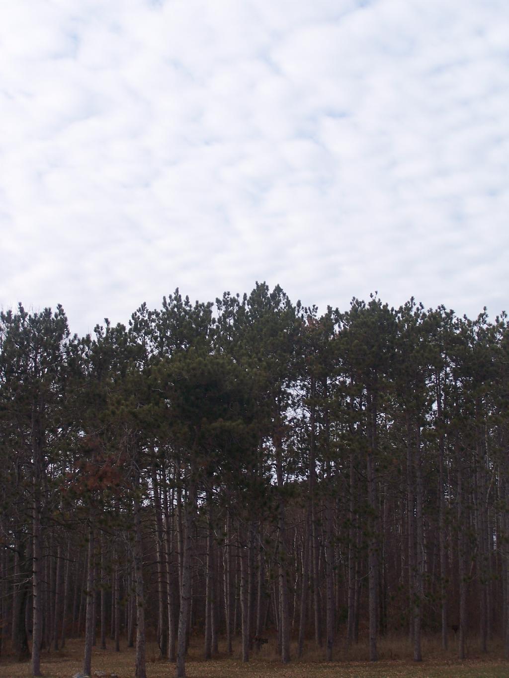 Photo: White Pine Planation