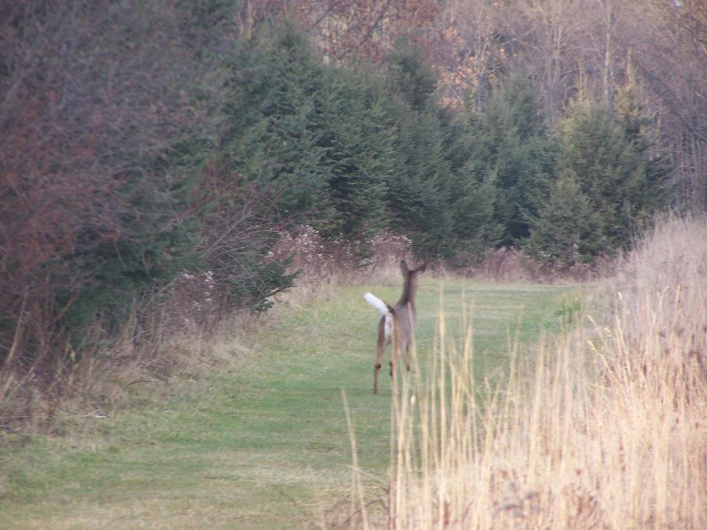 Photo: Doe Photo: Doe
