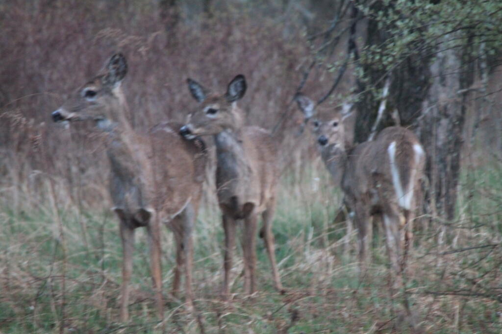Photo: Does Photo: Does
