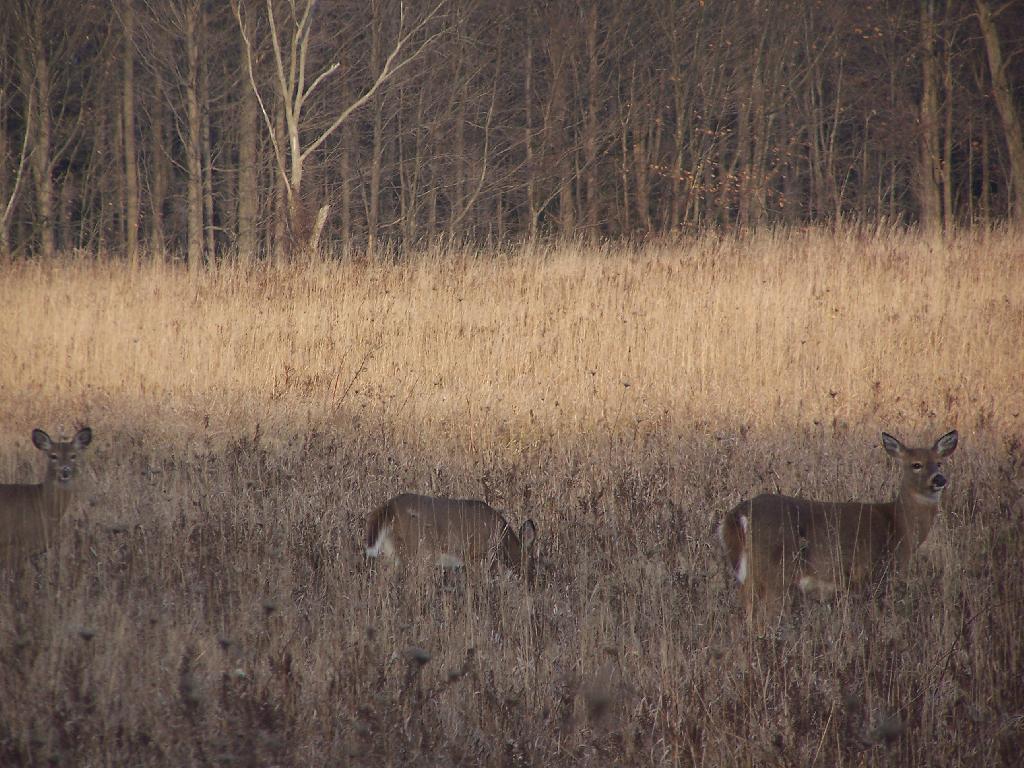 Photo: Deer