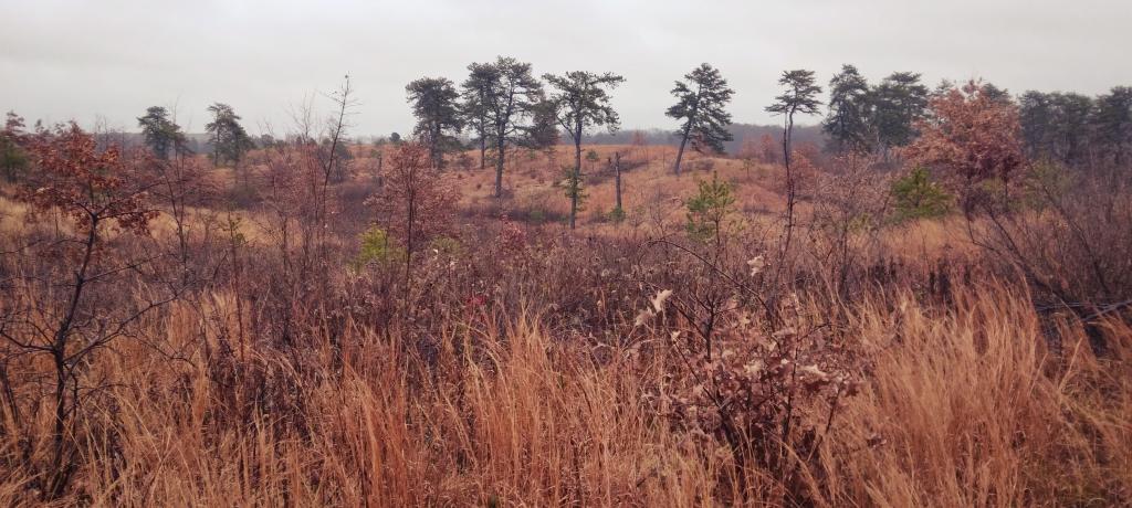 Photo: Saturday at Pine Bush Hike