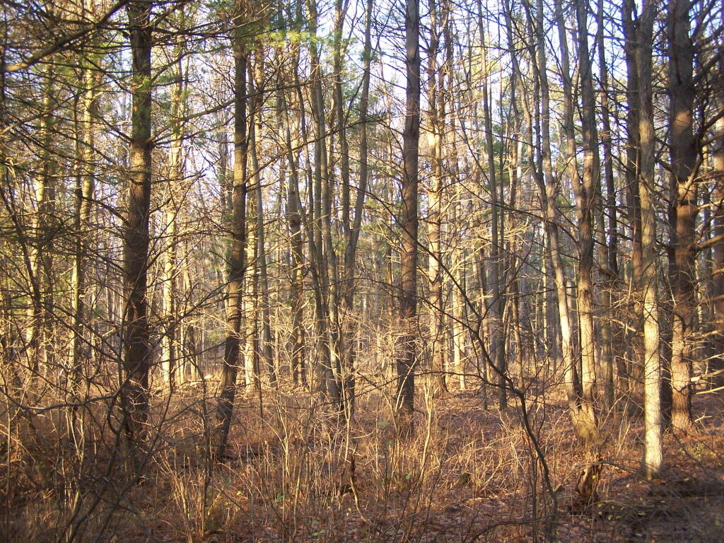 Photo: Sun Filters Thru Trees
