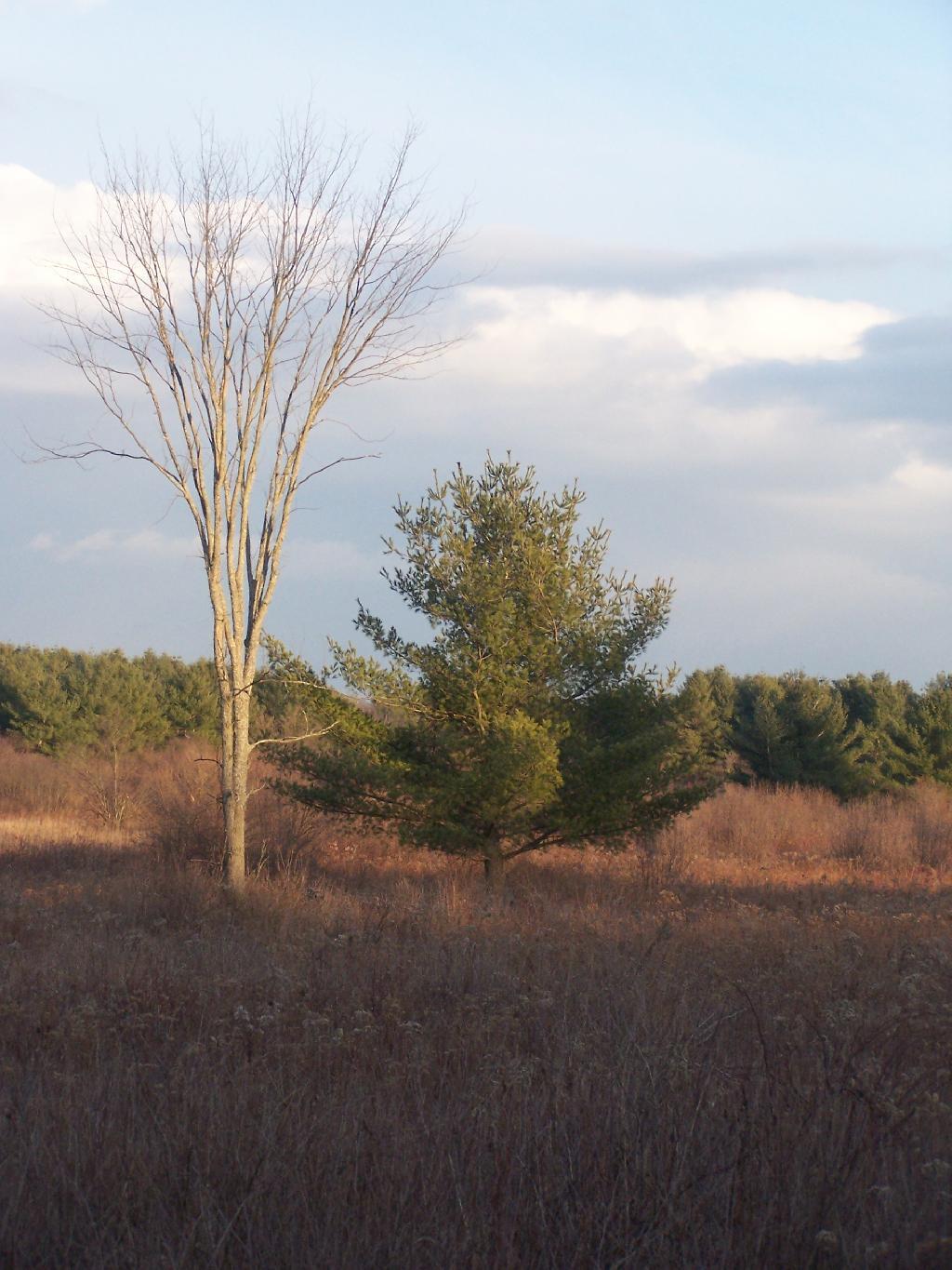 Photo: Tree